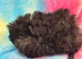 3x male Alpaca Guinea pigs for sale