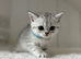 Stunning Kittens GCCF