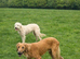 Lurcher Puppy
