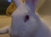Rehome Marshmallow