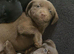 1 beautiful chocolate dachsdor puppy looking for there forever home