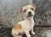Smooth coated Jack Russell puppies