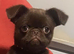 Brussels Griffon puppies