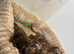 Miniature dachshund puppies