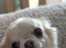 Tiny KC reg long haired chihuahuas
