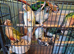 Semi tame conure