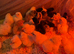1 day old mix breed chicks