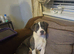 Whippet/blue staffy puppies