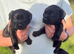 Goregous Labrador Puppies