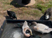 Abacot Ranger Ducks