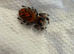 Tarantulas, jumping spiders and velvet spiders & millipedes!