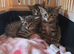 Tabby kittens