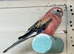 Beautiful pair of Rosa bourkes parakeets
