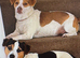 Pure Breed Jack Russell Pups