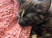 Two female kittens