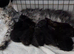 Champion Sired Maine Coon Kittens TICA Registered
