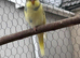 Young budgies
