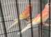 Rubino Bourke's Parakeets