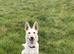 German Shepherd puppies for sale
