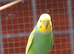 10 week old baby budgies