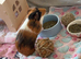 2 male guinea pigs 6 months old
