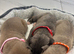 Cane Corso Puppies