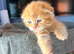 Scottish Fold X 3 Kittens