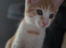 Mixed Breed kittens for sale