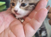 4 week old kitten