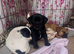 Jack Russell x French bulldog puppies for sale