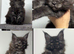 XXL Russian Mainecoons kittens