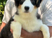 6 month old Australian shepherd boy pup