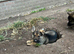 German Shepherd puppies for sale