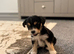 Theo - Miniature Chiahua x shitzu