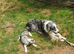 Border collie pups for sale