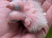 Co raised baby conure chicks