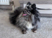 Cheeky lovely little Pomeranian female