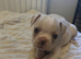 x2 last French bulldog puppies