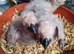 Baby African grey parrots