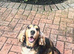 adult cocker spaniel