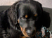 Fluffy Rottweiler pure breed