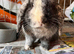 Mini lop male