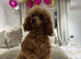 Toy poodle
