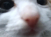 Female kitten