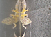 4 leopard geckos 50