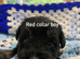 F1 Toy Schnoodles