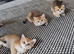 Chunky Scottish kittens