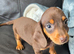 Amazing choc and tan miniature dachshund