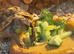 Beautiful female Herman’s tortoise