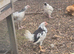 Exchequerleghorns
